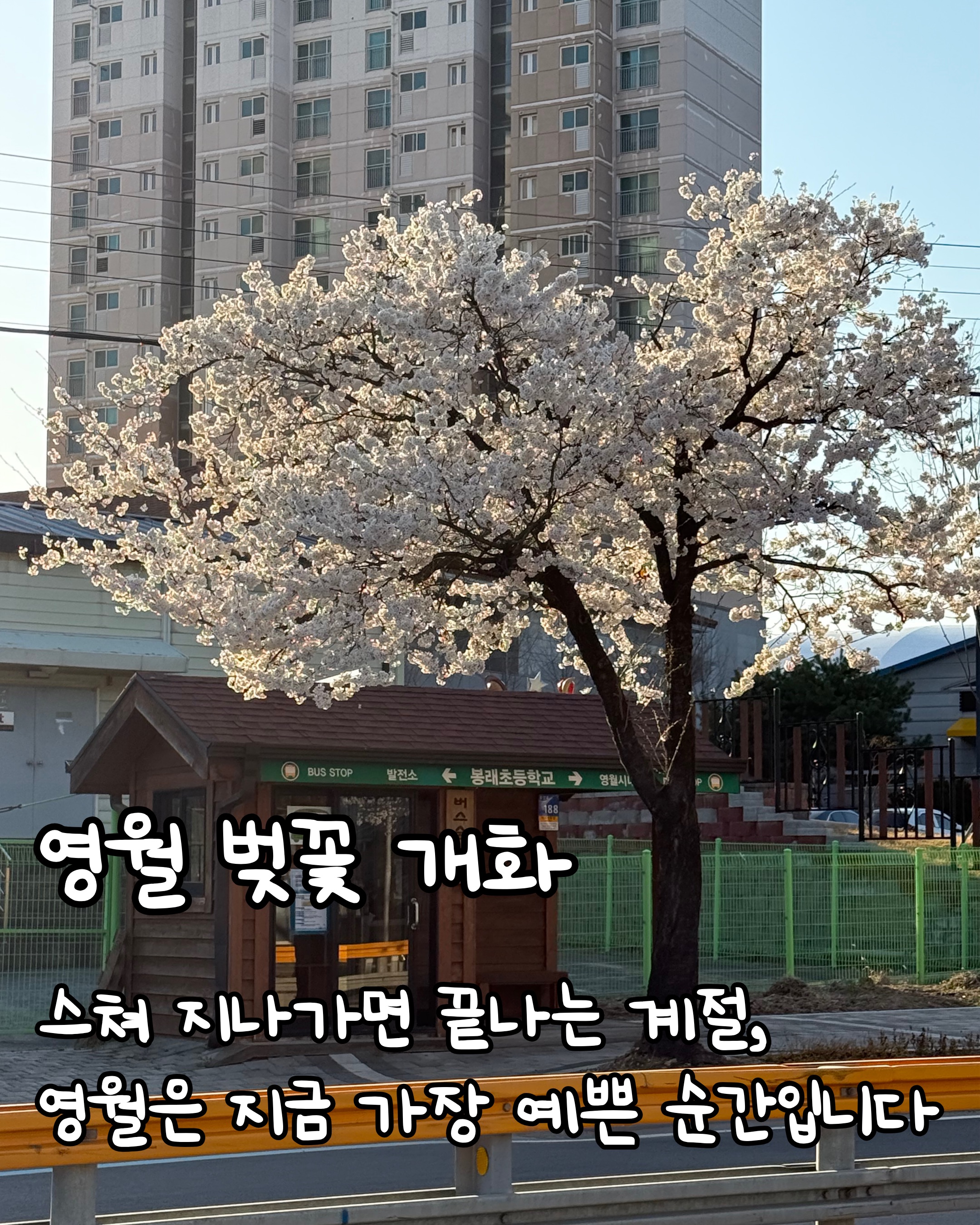 🌸영월은 지금, 벚꽃이 만개했습니다