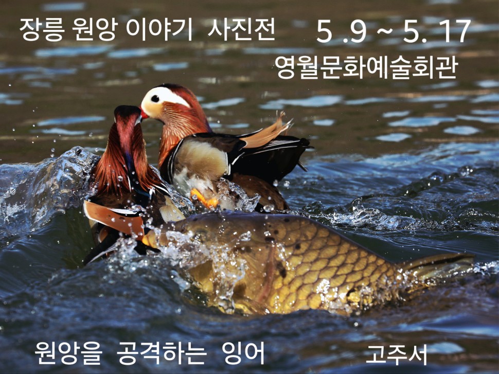 장릉 원앙 이야기 사진전