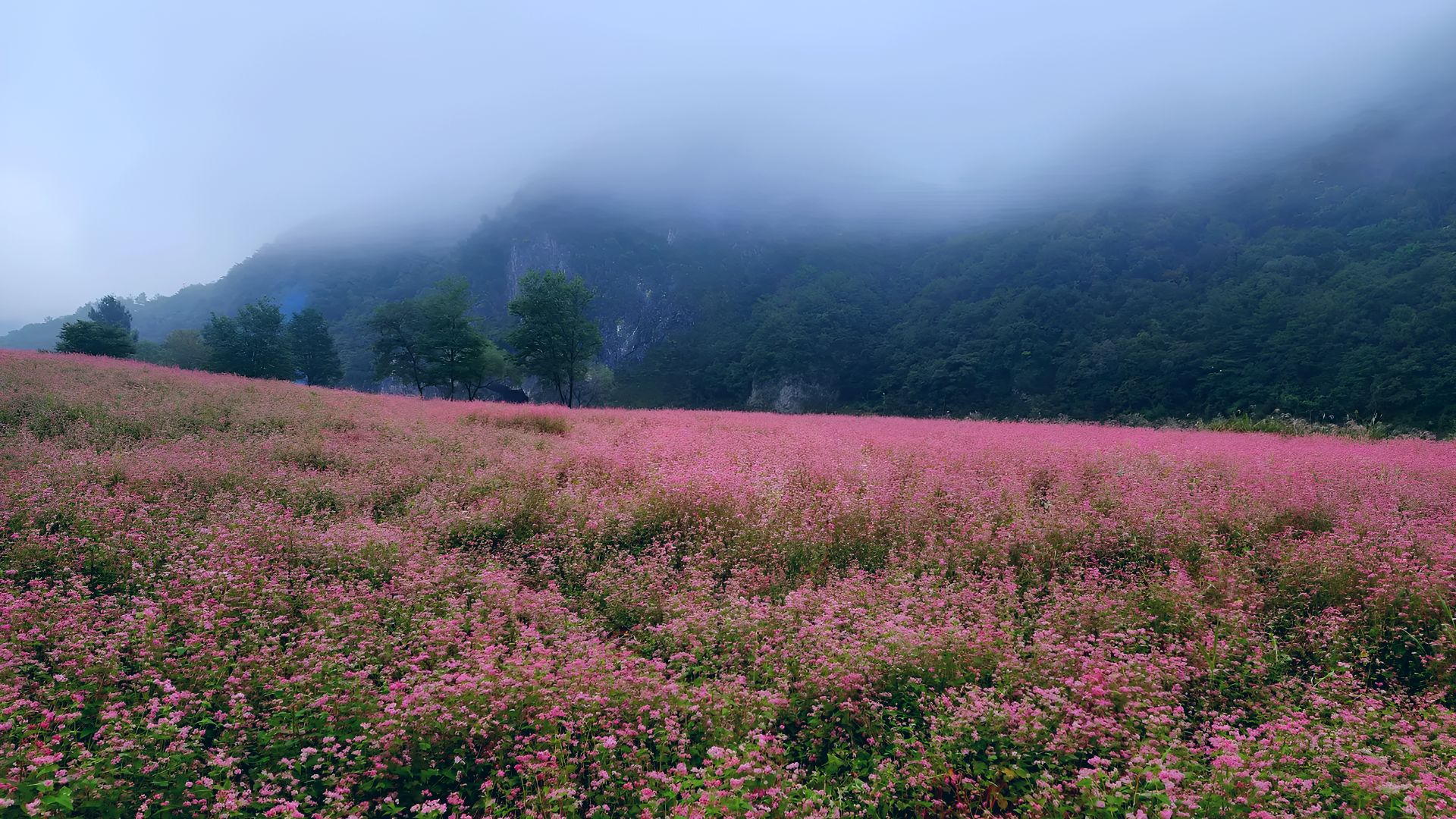 동강 붉은메밀꽃 축제